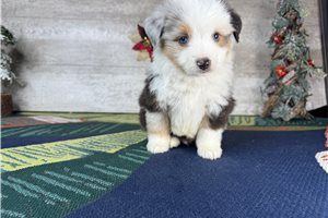 Rhett - Miniature Australian Shepherd for sale