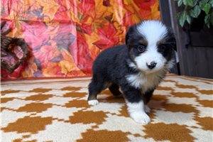 Trucker - puppy for sale