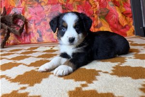 Timothy - puppy for sale