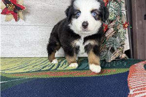 Rico - Miniature Australian Shepherd for sale