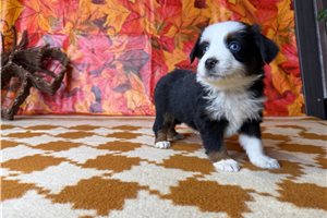Twinkle - Miniature Australian Shepherd for sale