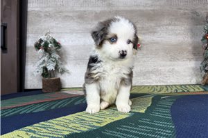 Reagan - Miniature Australian Shepherd for sale