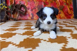 Twyla - Miniature Australian Shepherd for sale