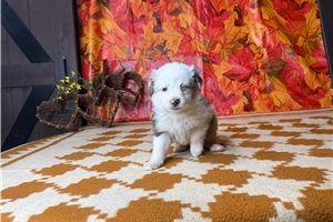 Tasha - puppy for sale