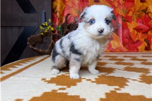 Tilly - puppy for sale