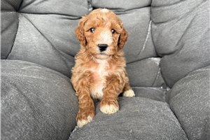 Stanley - Poodle, Miniature for sale