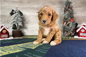 Sutton - Poodle, Miniature for sale