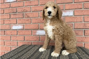 Sooner - Poodle, Miniature for sale
