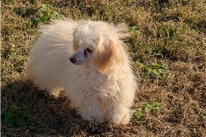 Elle - Poodle, Toy for sale