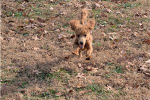 Elmer - Poodle, Toy for sale