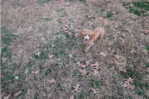 Elon - Poodle, Toy for sale