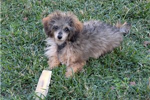 Eloise - puppy for sale