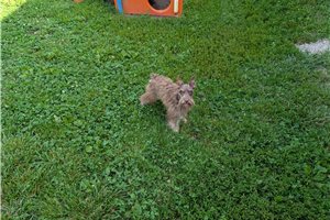 Ice | Puppies For Sale at Pawrade