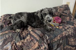 Franklin - Schnauzer, Miniature for sale