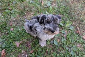 Faust - puppy for sale