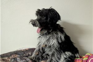 Foster - Schnauzer, Miniature for sale