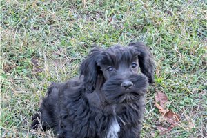 Flynn - puppy for sale