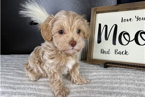 Emelia - Malti Poo - Maltipoo for sale