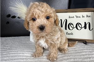 Eugene - Malti Poo - Maltipoo for sale