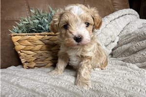 Escobar - puppy for sale
