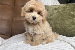 Ernie - Malti Poo - Maltipoo for sale