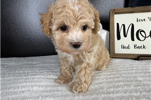 Ember - Malti Poo - Maltipoo for sale