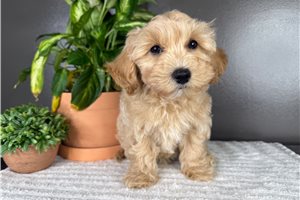 Errol - Malti Poo - Maltipoo for sale
