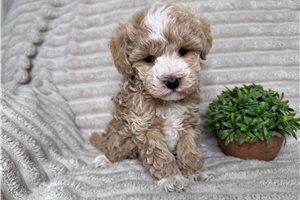 Abigail - Malti Poo - Maltipoo for sale