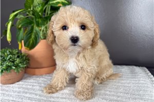 Ember - Malti Poo - Maltipoo for sale
