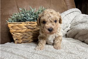 Eugene - puppy for sale