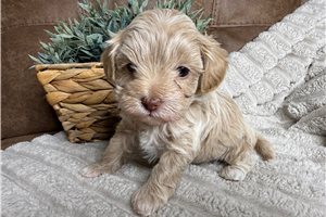 Emelia - Malti Poo - Maltipoo for sale