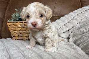 Elle - puppy for sale