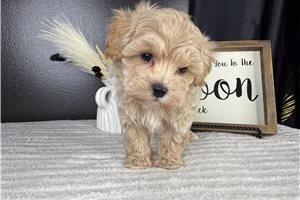 Ernie - Malti Poo - Maltipoo for sale