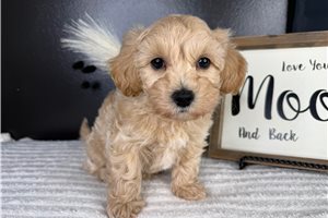 Errol - Malti Poo - Maltipoo for sale