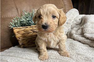 Errol - puppy for sale