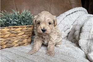 Ernie - puppy for sale