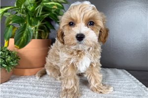 Escobar - Malti Poo - Maltipoo for sale