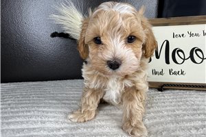 Escobar - Malti Poo - Maltipoo for sale