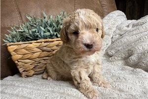 Ember - puppy for sale