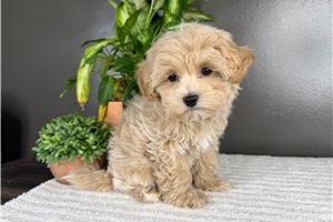 Ernie - Malti Poo - Maltipoo for sale
