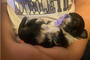 Chloe - Chihuahua for sale