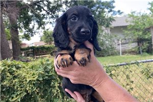 Fortuna - puppy for sale