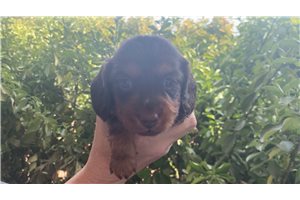 Melody - puppy for sale