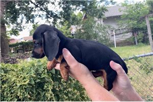 Fran - puppy for sale