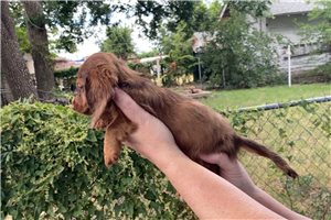 Eloise - Dachshund, Mini for sale