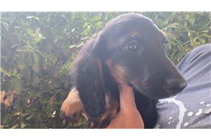 Foxy - Dachshund, Mini for sale
