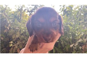 Pluto - puppy for sale