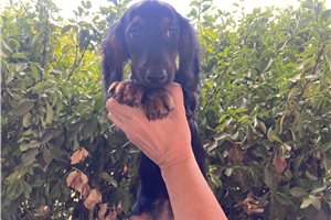 Fortuna - puppy for sale
