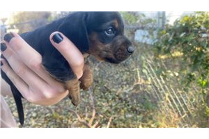 Norman - puppy for sale