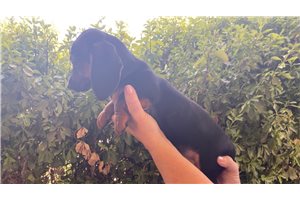 Fran - Dachshund, Mini for sale